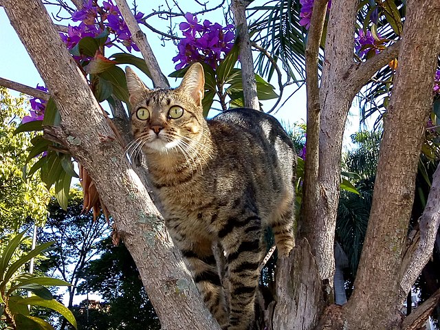 640px-CAT_in_a_tree_in_the_morning