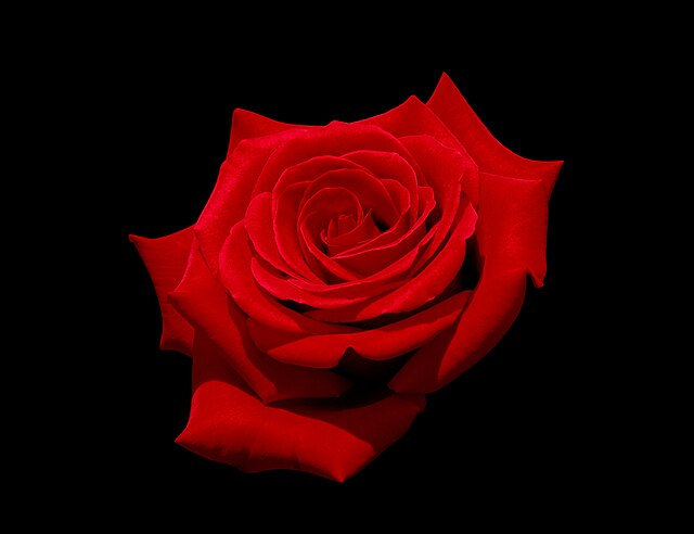 Red rose (Kardinal) with black background.
Kardinal - Hybrid tea rose, Raised by R.Kordes, Germany. 1986(reg.)