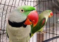 parrots 2