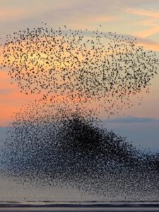 mrumuration-3-225x300.jpg