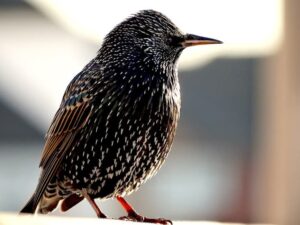 starling-300x225.jpg