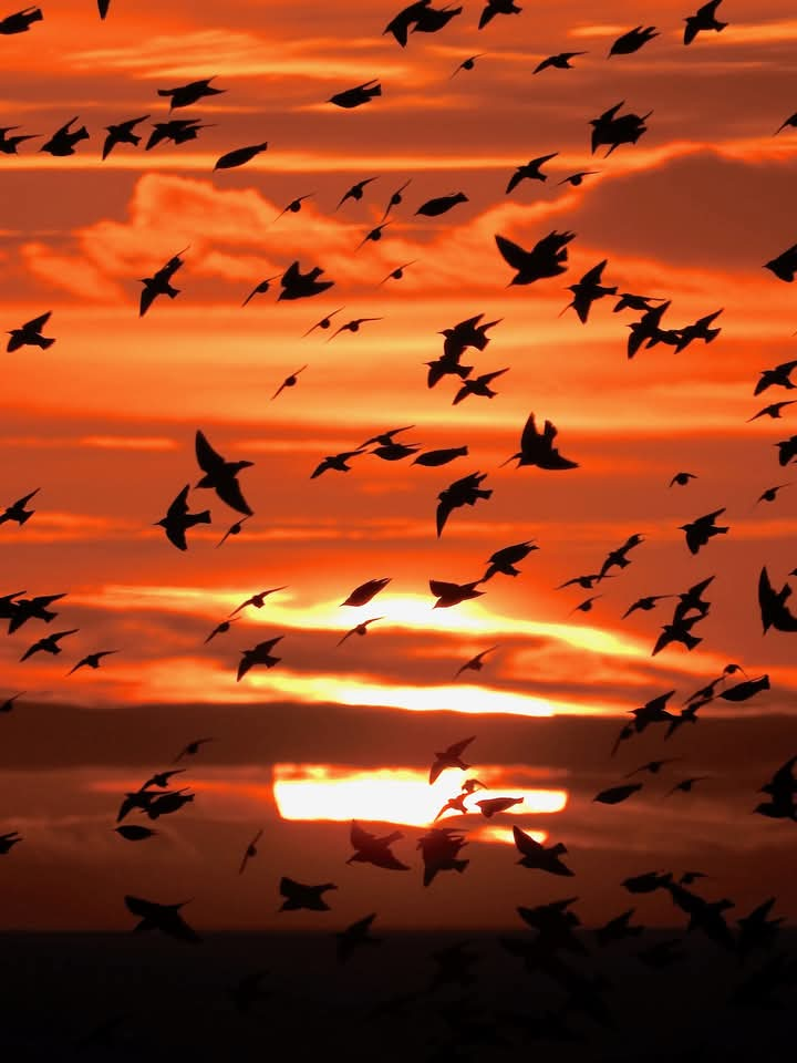 starling gold flock