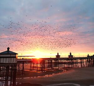 sunset-murmuration-enhanced-300x274.jpg