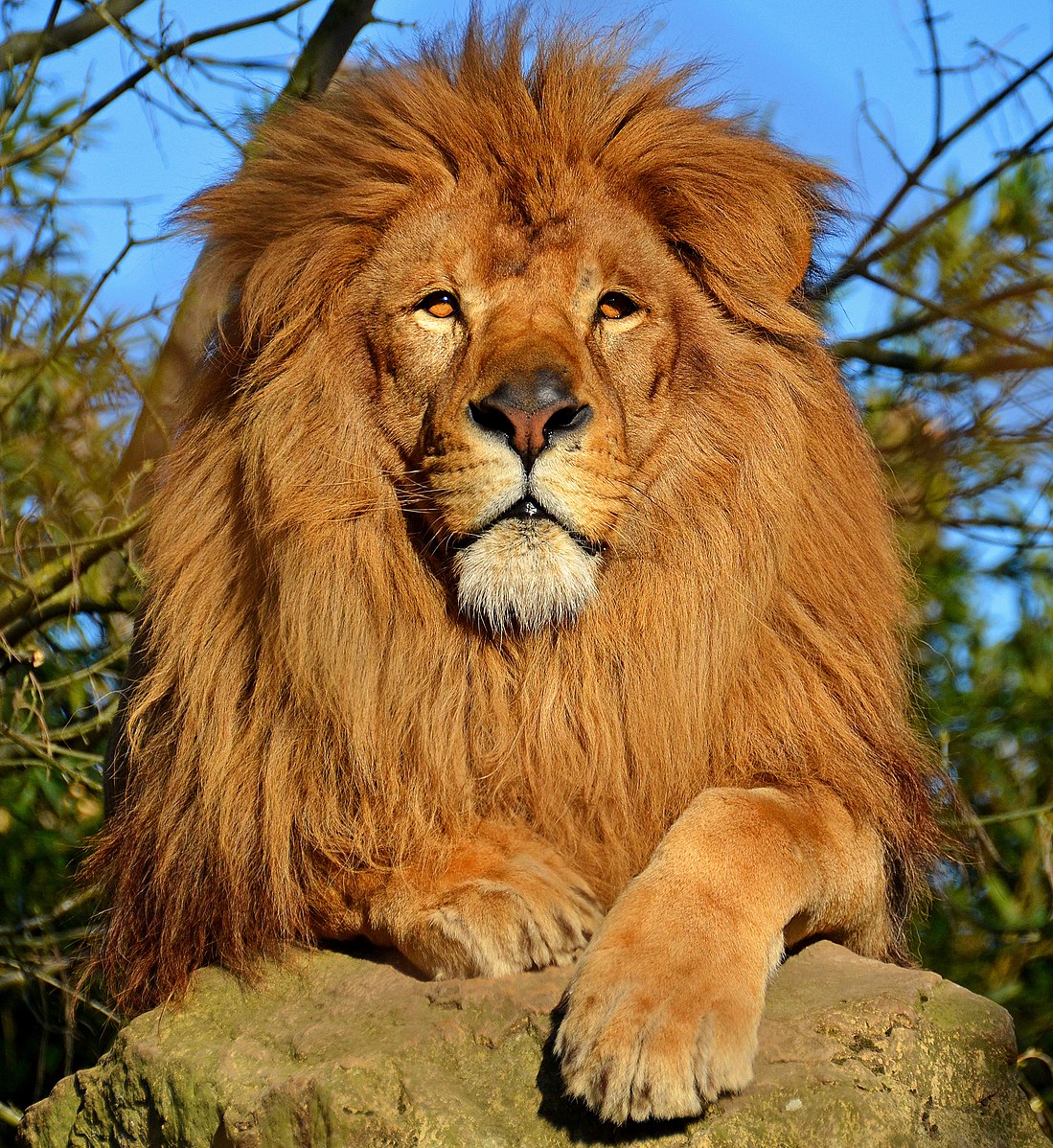 Lion_dAfrique-Clement-Bardot.jpg