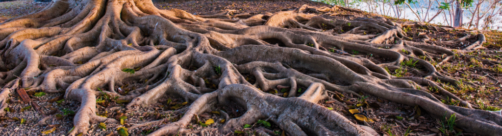 The Language Of Place