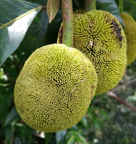 The Terrifying Tarap