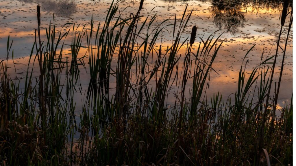 Mirrors of Obsidian Water: Divination in the Black Marsh