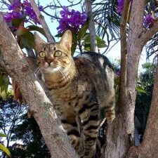 640px-CAT_in_a_tree_in_the_morning