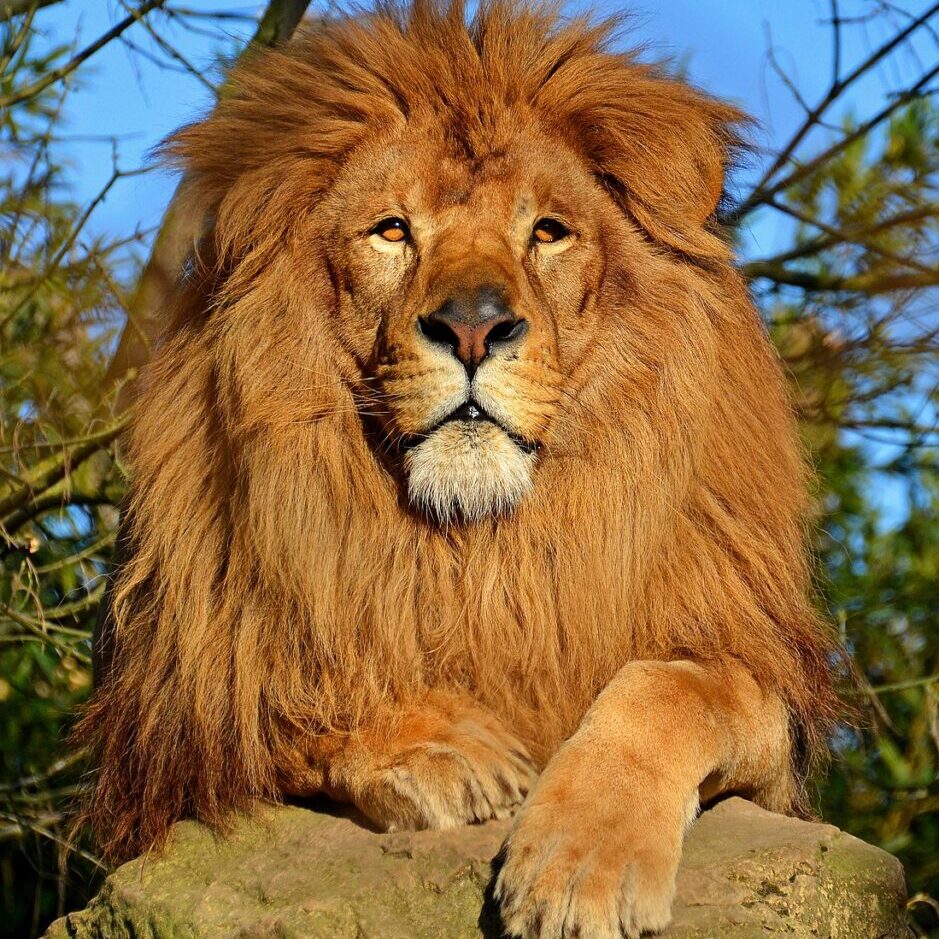 Lion_dAfrique-Clement-Bardot Lion_dAfrique-Clement-Bardot