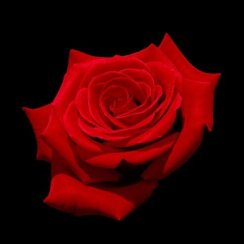 Red rose (Kardinal) with black background.
Kardinal - Hybrid tea rose, Raised by R.Kordes, Germany. 1986(reg.)