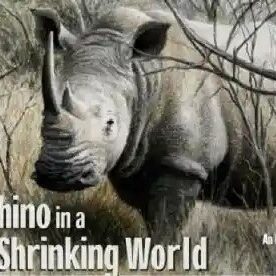 Rhino