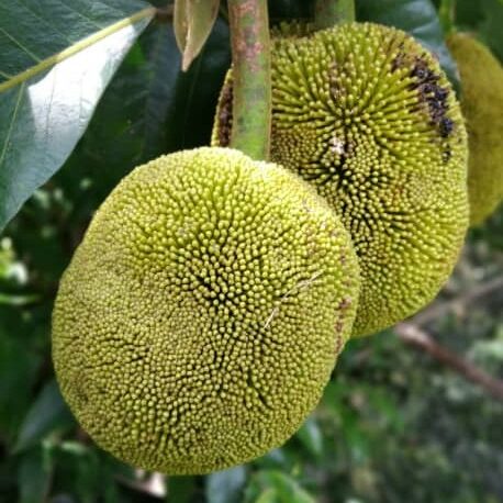 WhatsApp-Image-2025-11-12-at-12.49.44