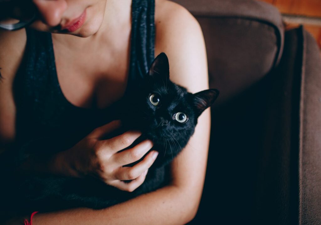 cat cat