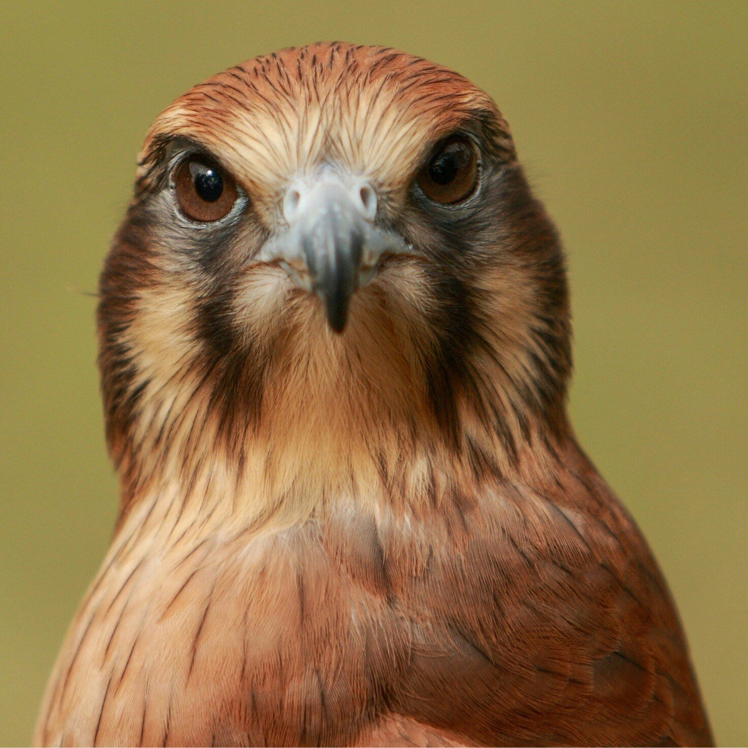 georgina-steytler-JZGuCuc5t54-unsplash