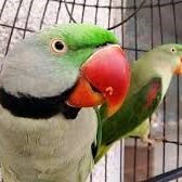 parrots 2