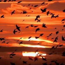 starling gold flock